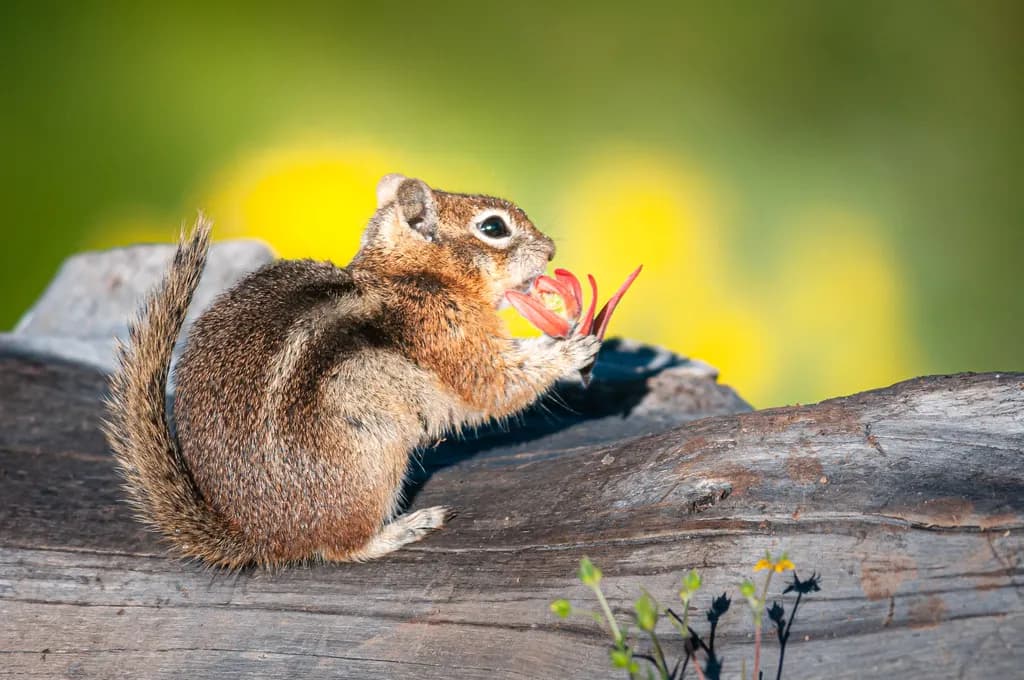 Nature's Little Forager