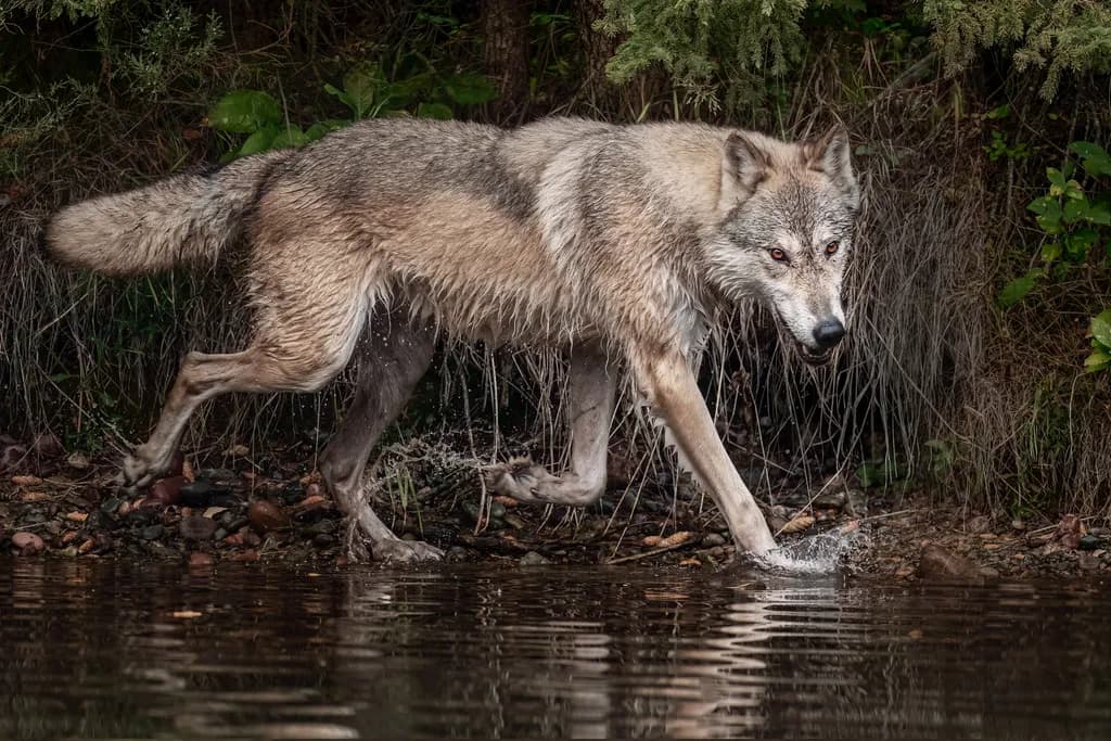 Wolf at Water's Edge