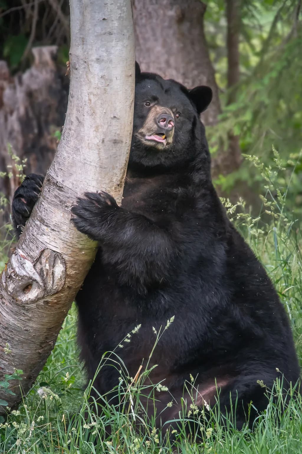 Tree Hugging Bear