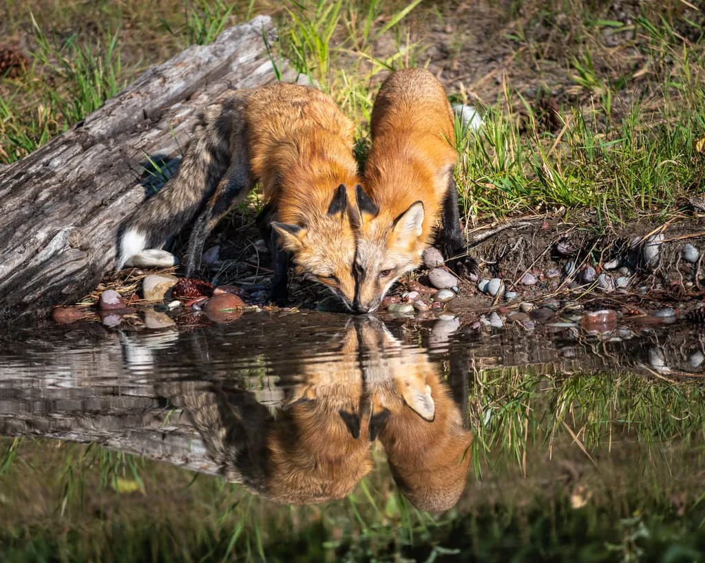 Foxes Drinking Together