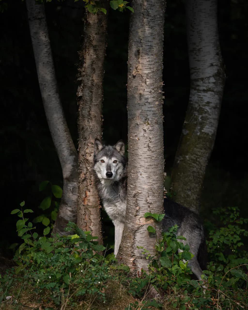 Dark Forest, Bright Wolf