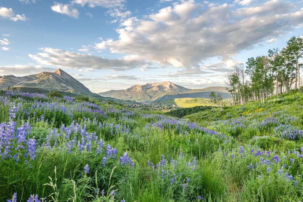 Colorado Morning Bloom
