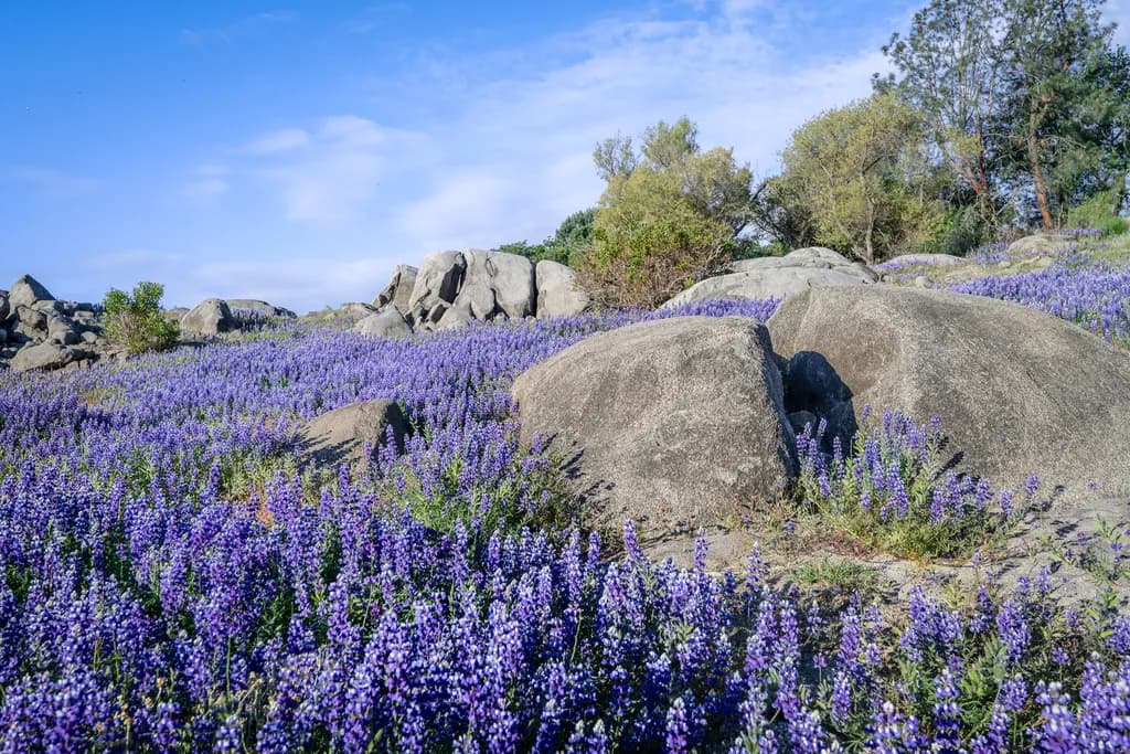 Folsom Lake Lupines