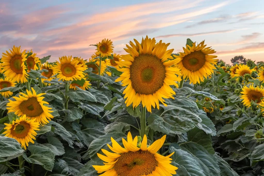 Sunflower Sunset