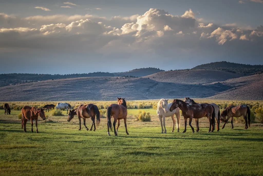 Mono Lake Horses at Sunset