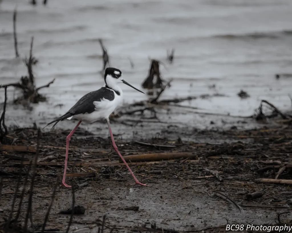 Marsh Stilt Walker