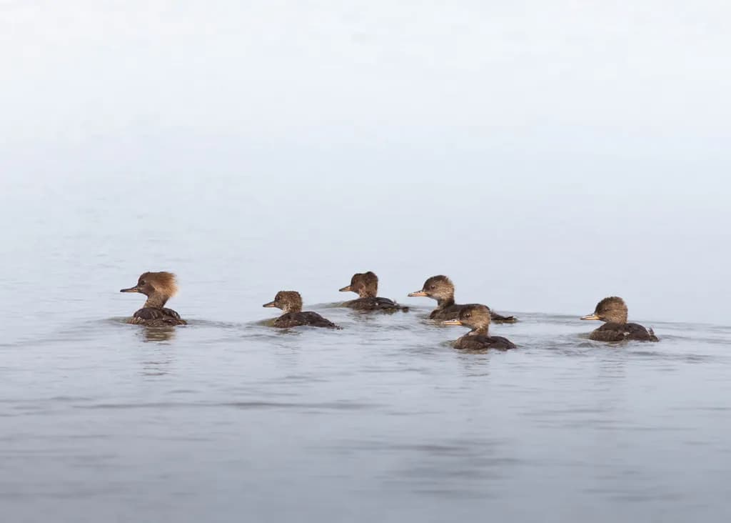 Merganser Family Drift