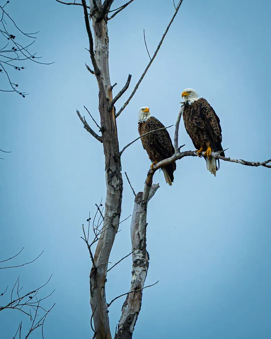 Eagles of Sanibel Island
