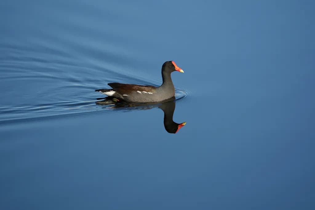 Silent Glide
