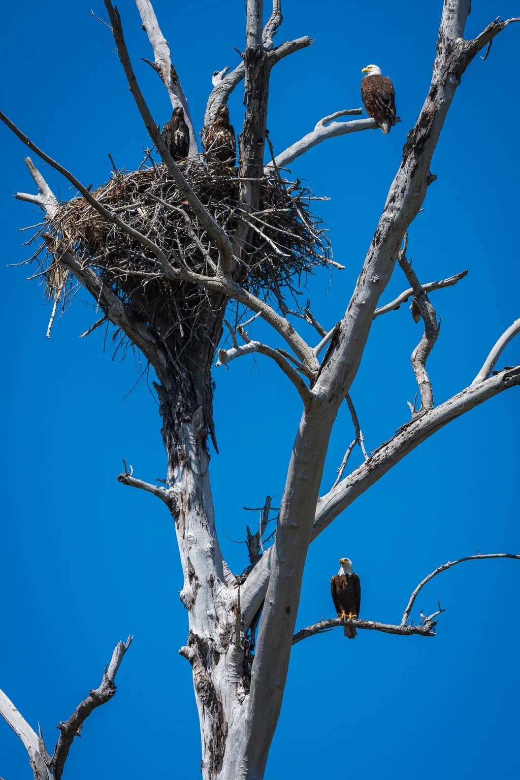 Eagle Family Perch