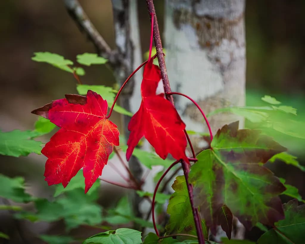Red Vine Contrast