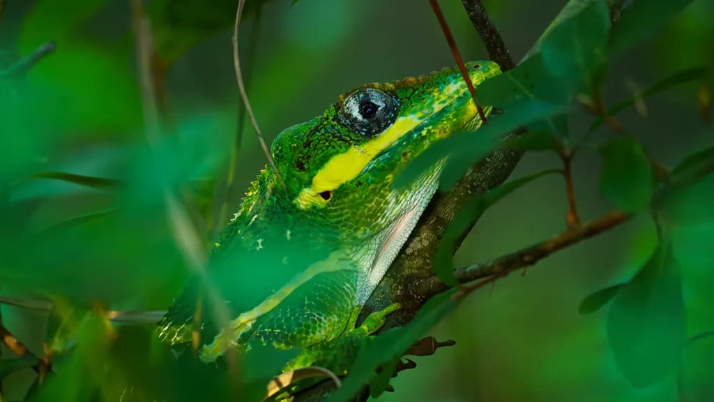 Hidden Gaze