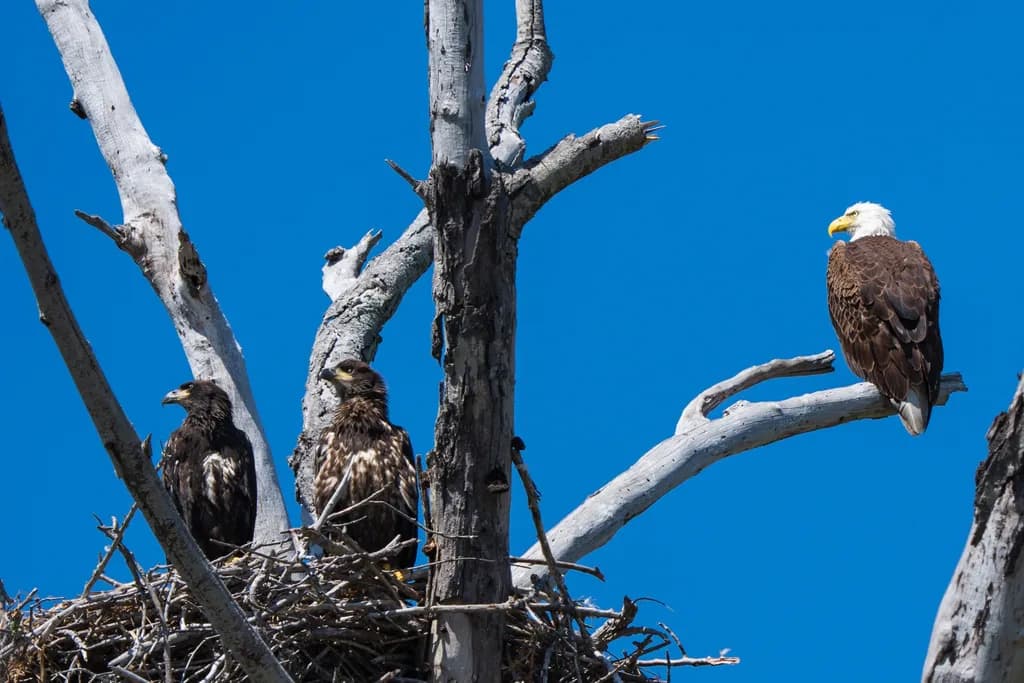 Nest Watch