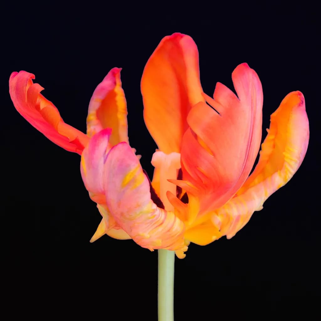 Flower Power VI