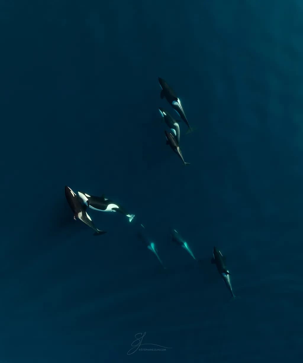 Whales in Harmony: A Serene Underwater Journey Through the Blue Ocean Depths