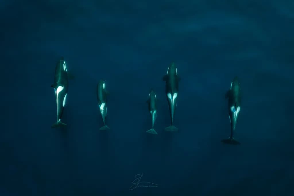 Whale Family Harmony: A Serene Underwater Journey Through the Deep Blue
