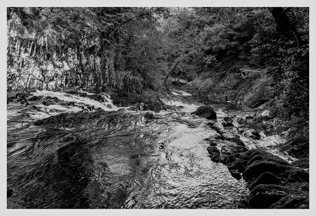 Whispers of the Water: A Monochrome Journey Through Nature's Heartbeat