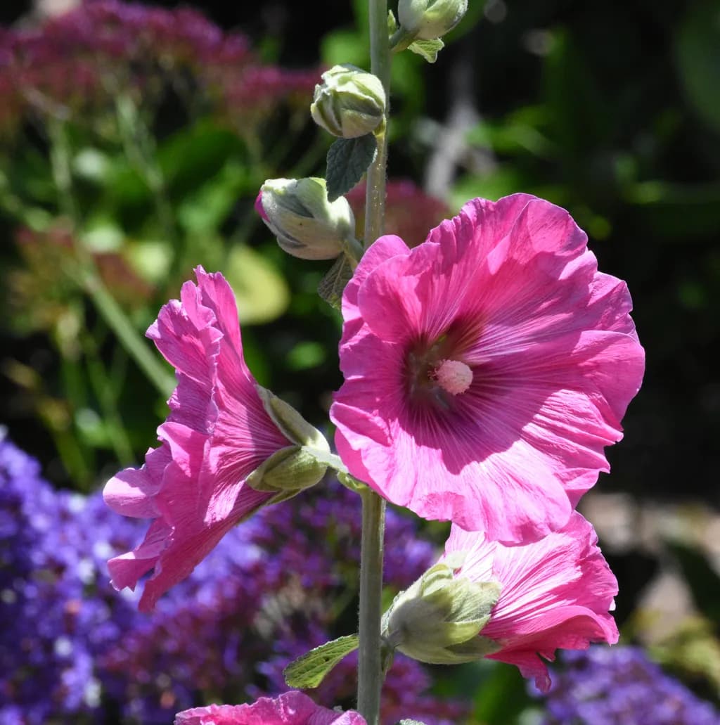 Pink Harmony