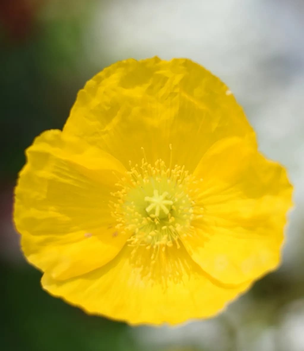 Golden Bloom