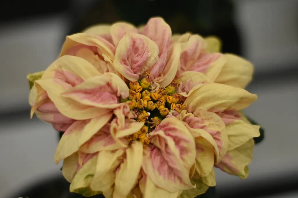 Blooming Elegance