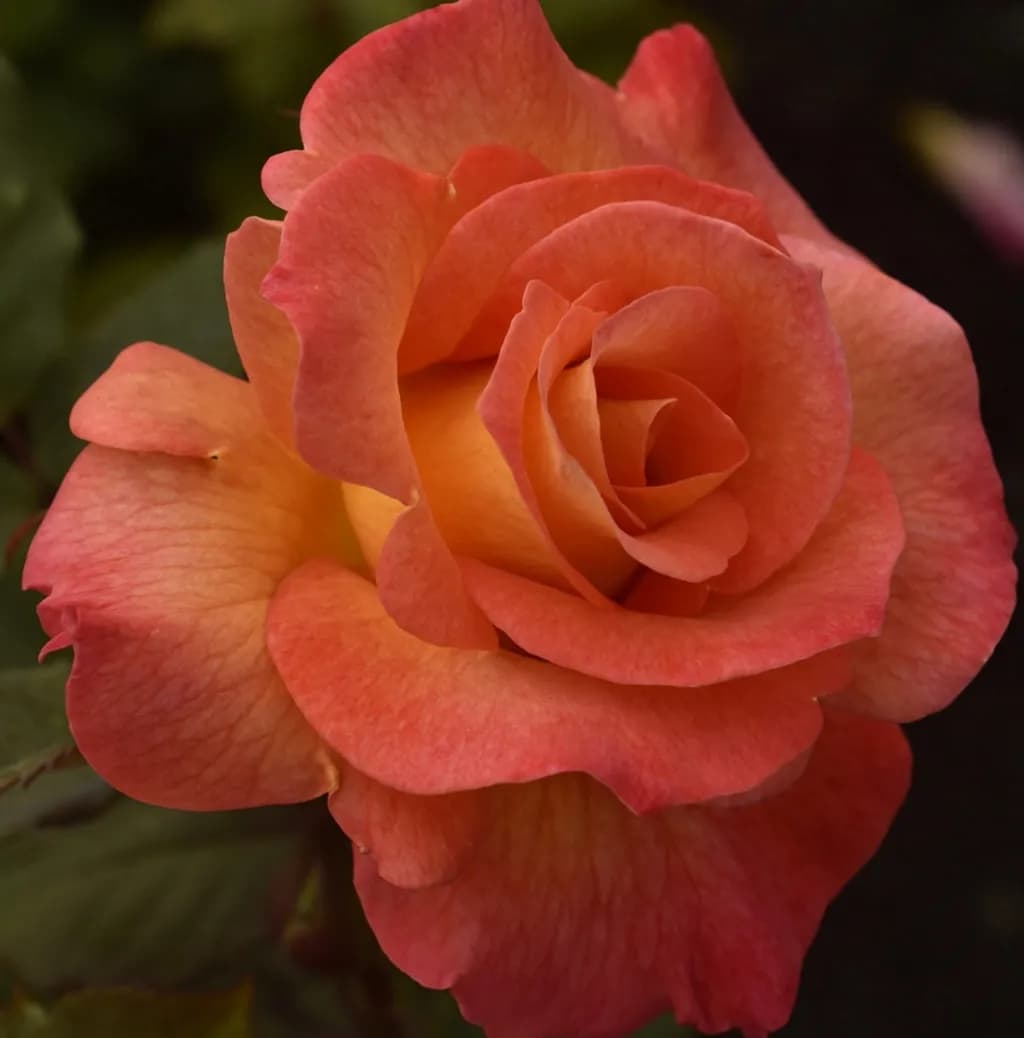 Blushing Rose