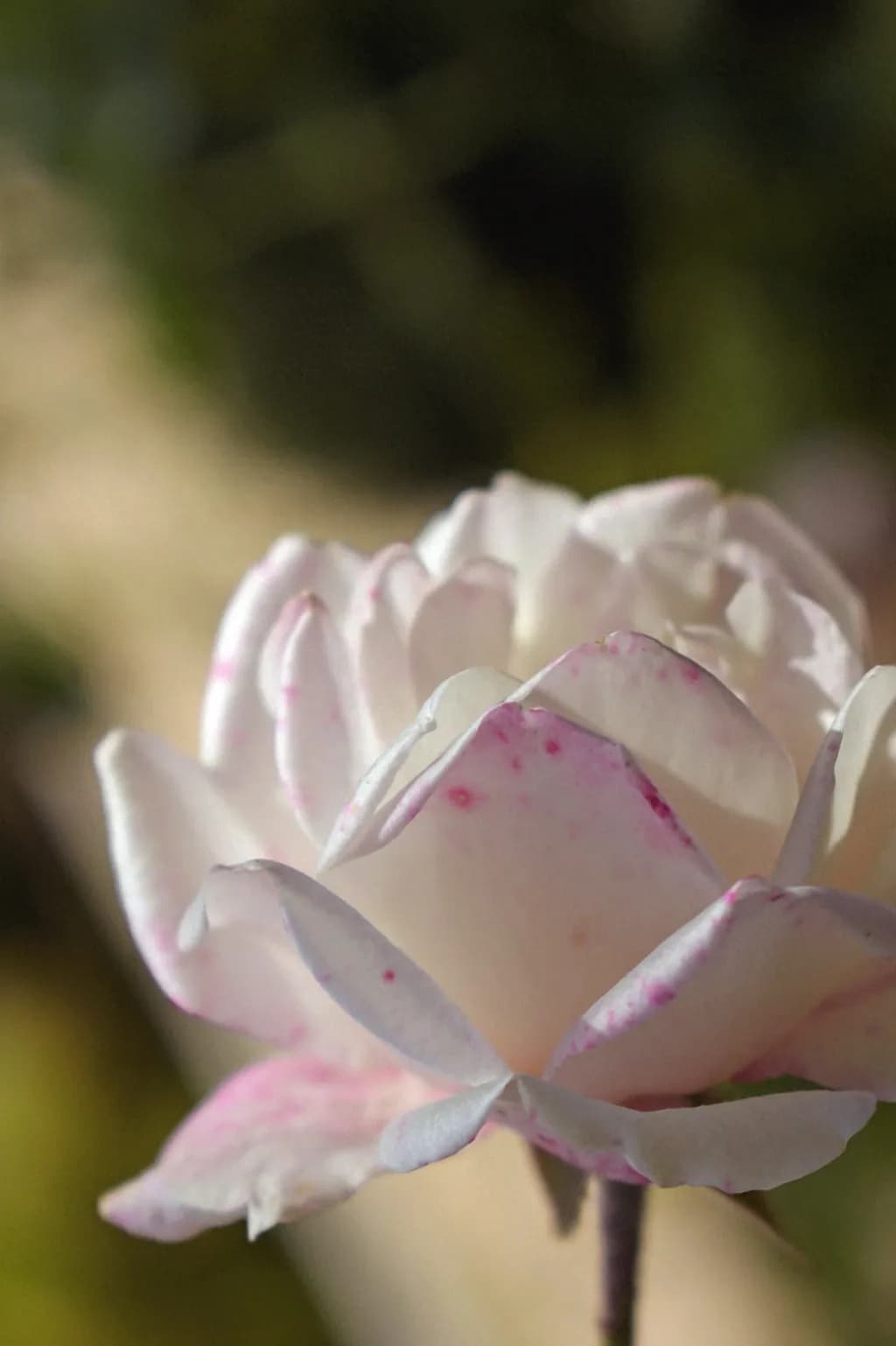Delicate Pink Rose