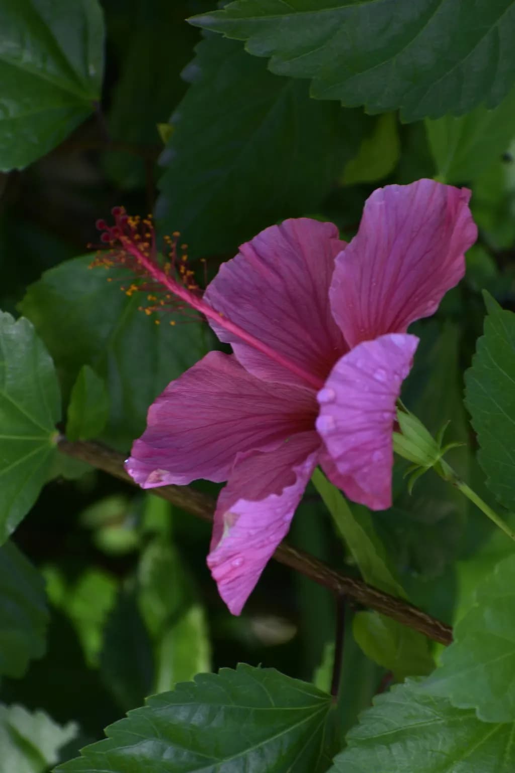 Hibiscus Bloom