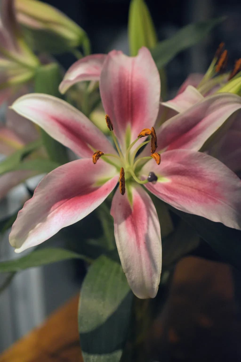 Delicate Lily Dance