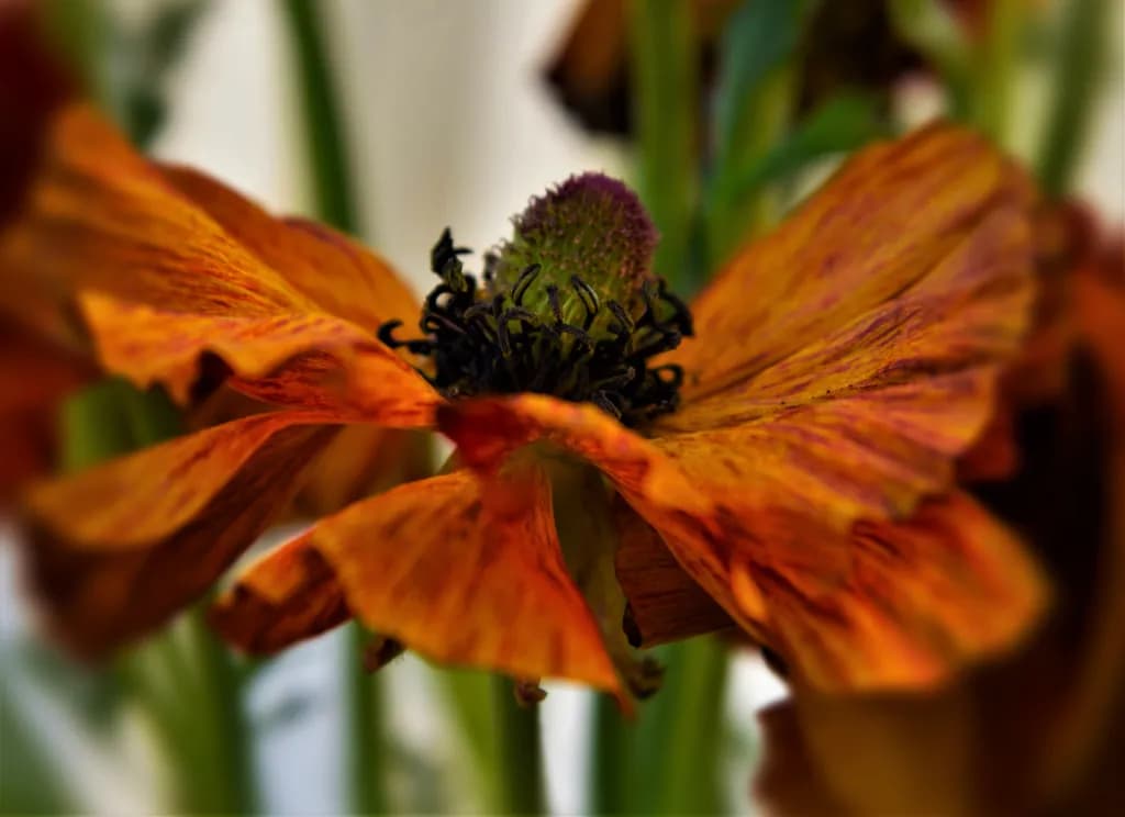 Fiery Bloom