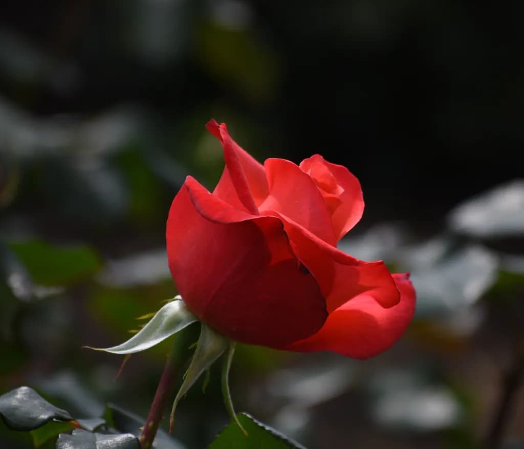 Crimson Elegance
