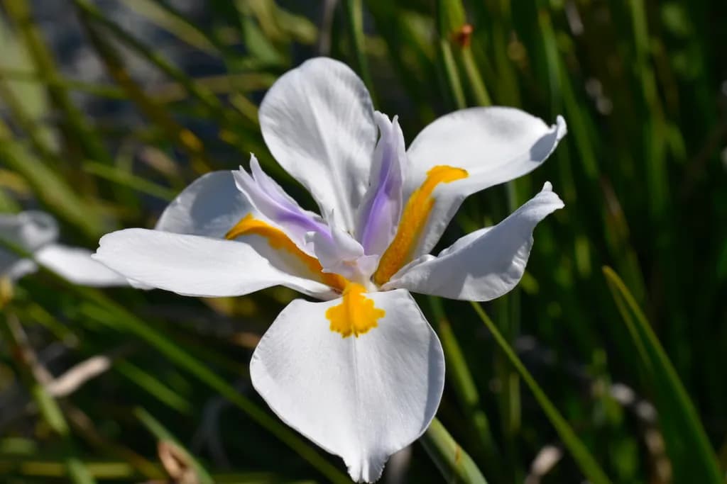 Iris Bloom