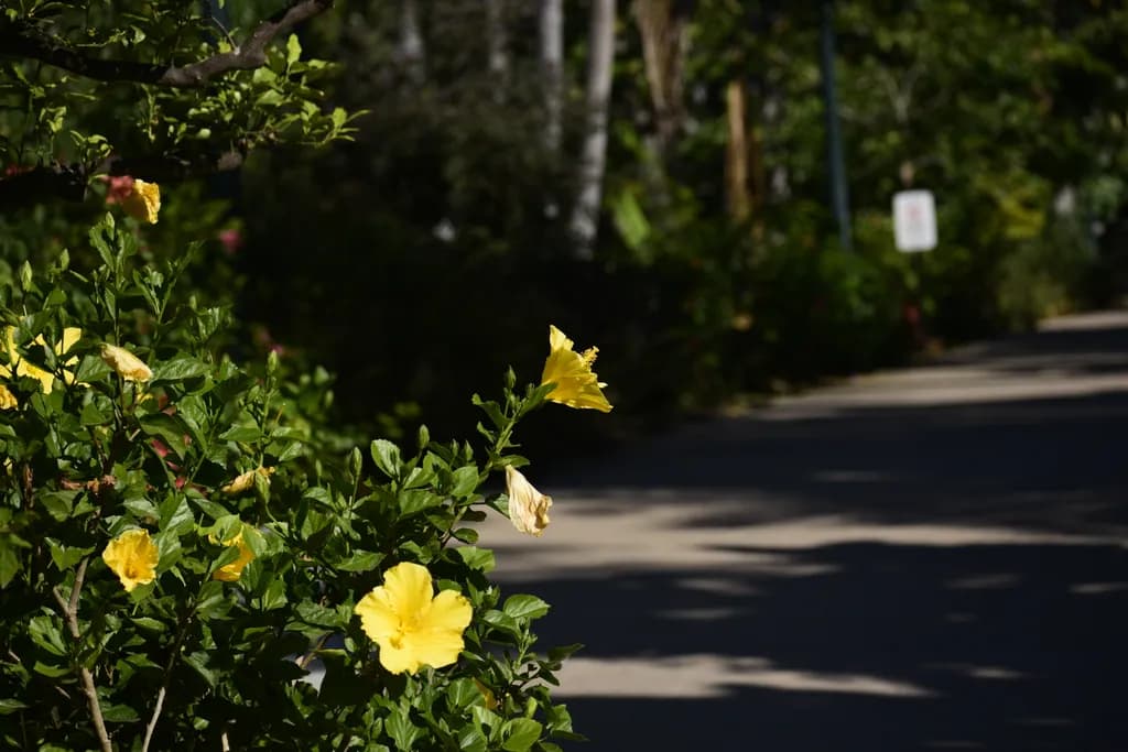Golden Blooms