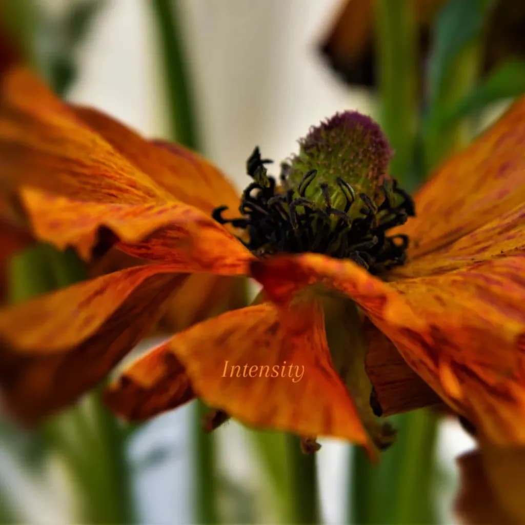 Fading Ember