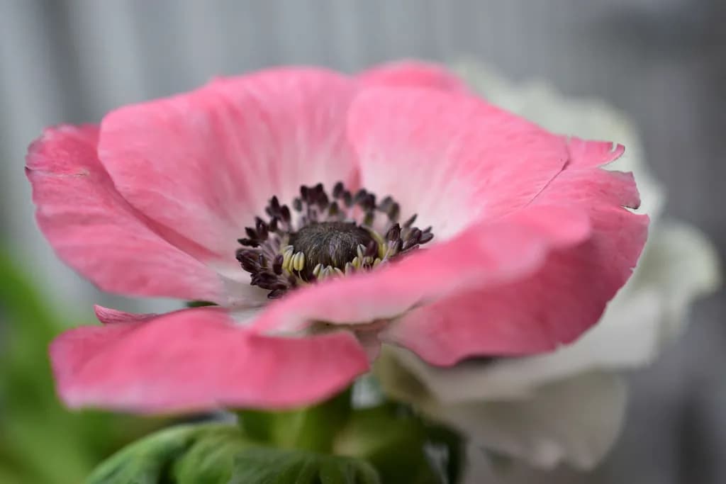 Blush Bloom