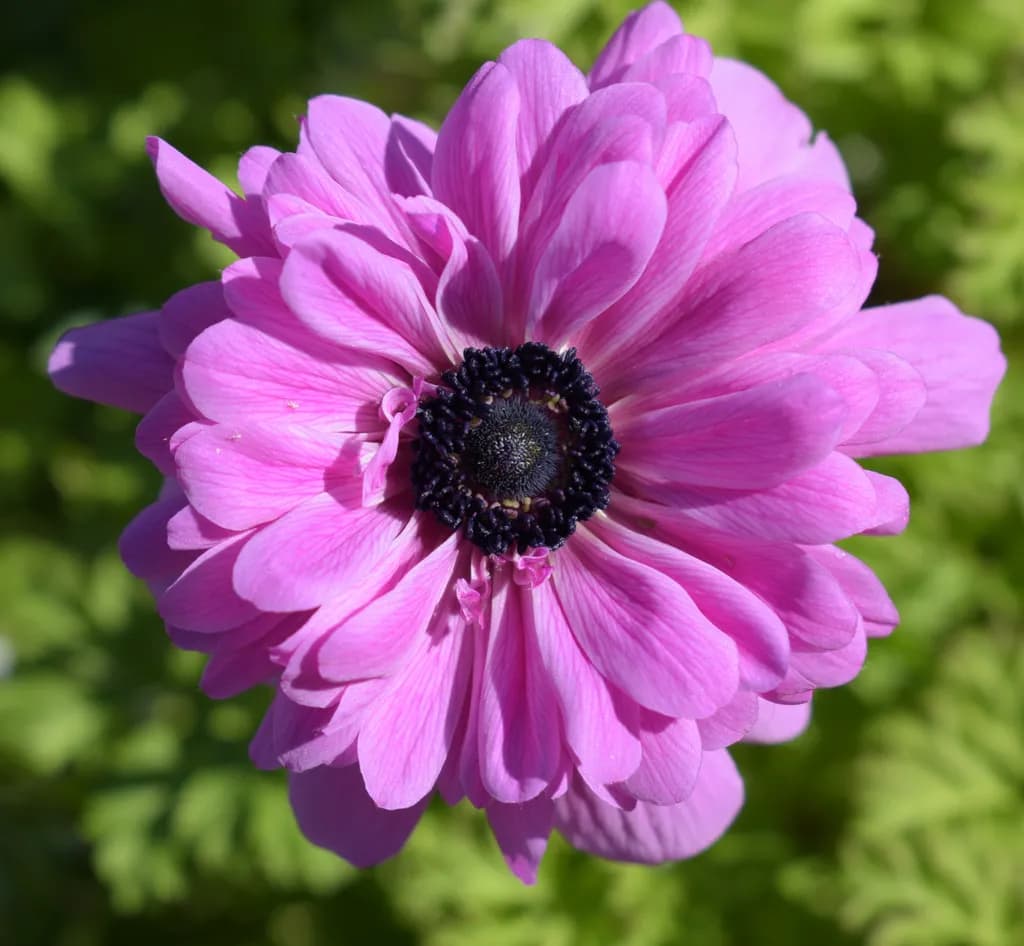 Pink Reverie