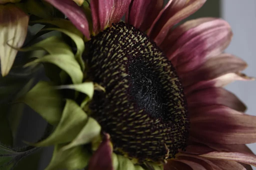 Fading Radiance