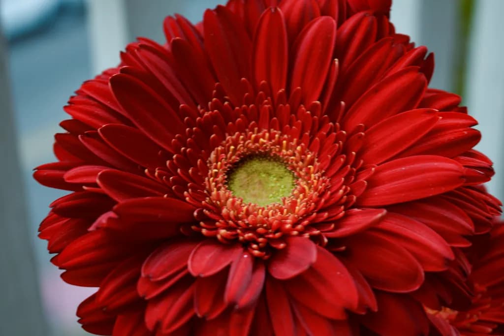 Crimson Bloom