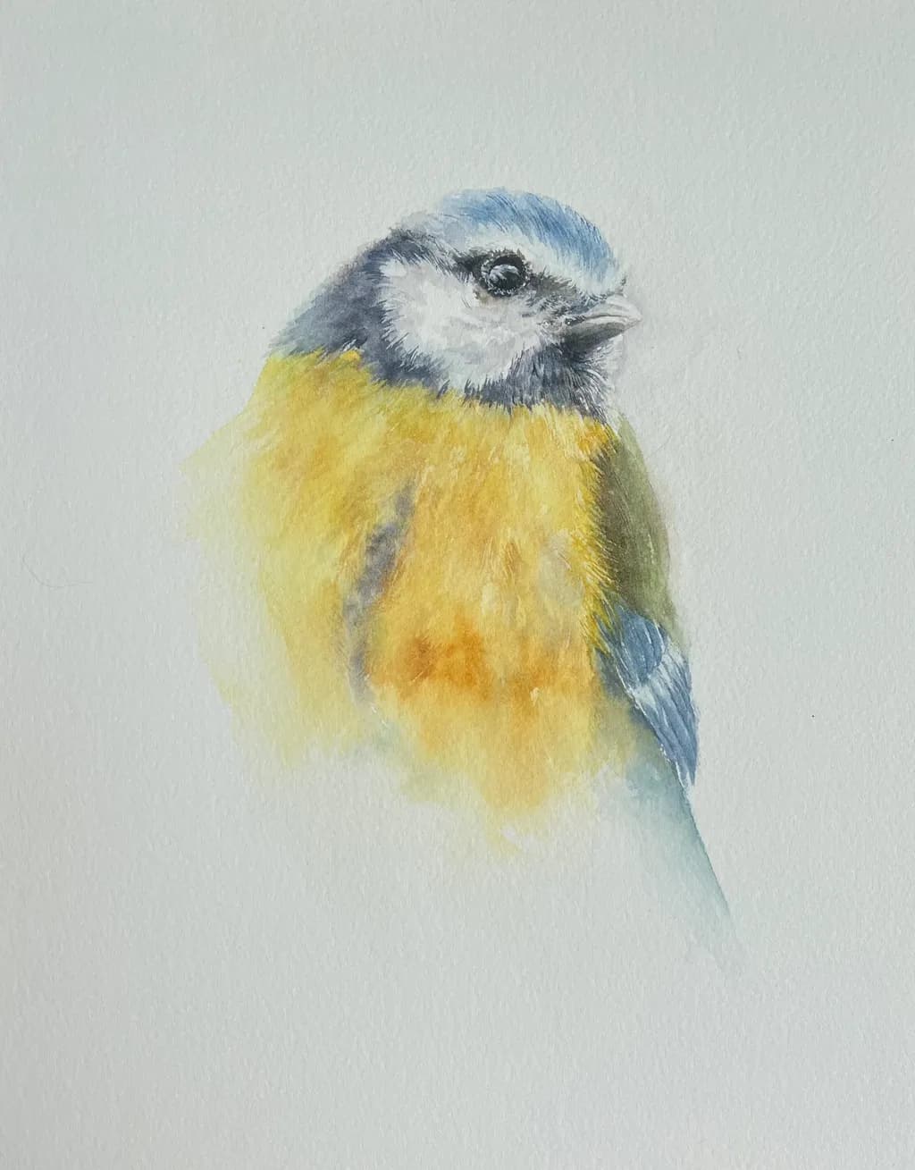Blue Tit Portrait