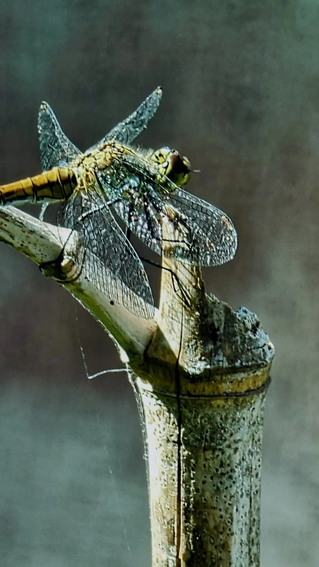 DRAGONFLY