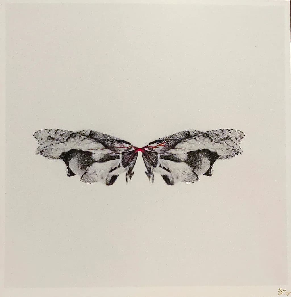 Butterfly Reflection