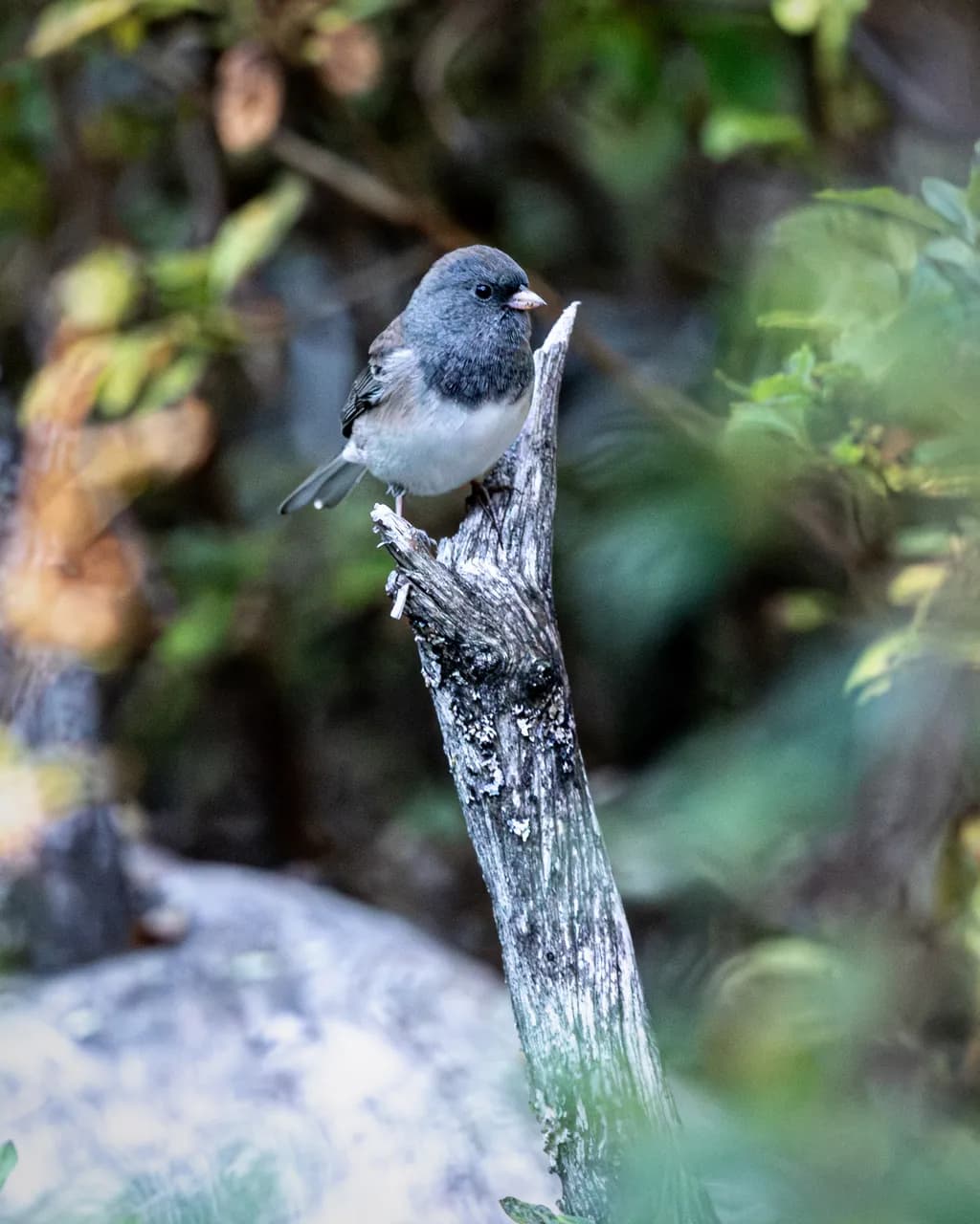 Whispers of the Woodland: A Perched Observer in Nature's Embrace
