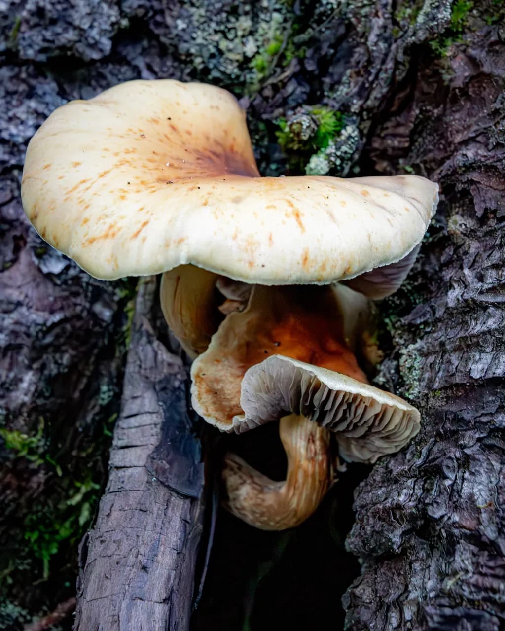 Whispers of the Forest: A Close-Up Encounter with Nature's Hidden Treasures