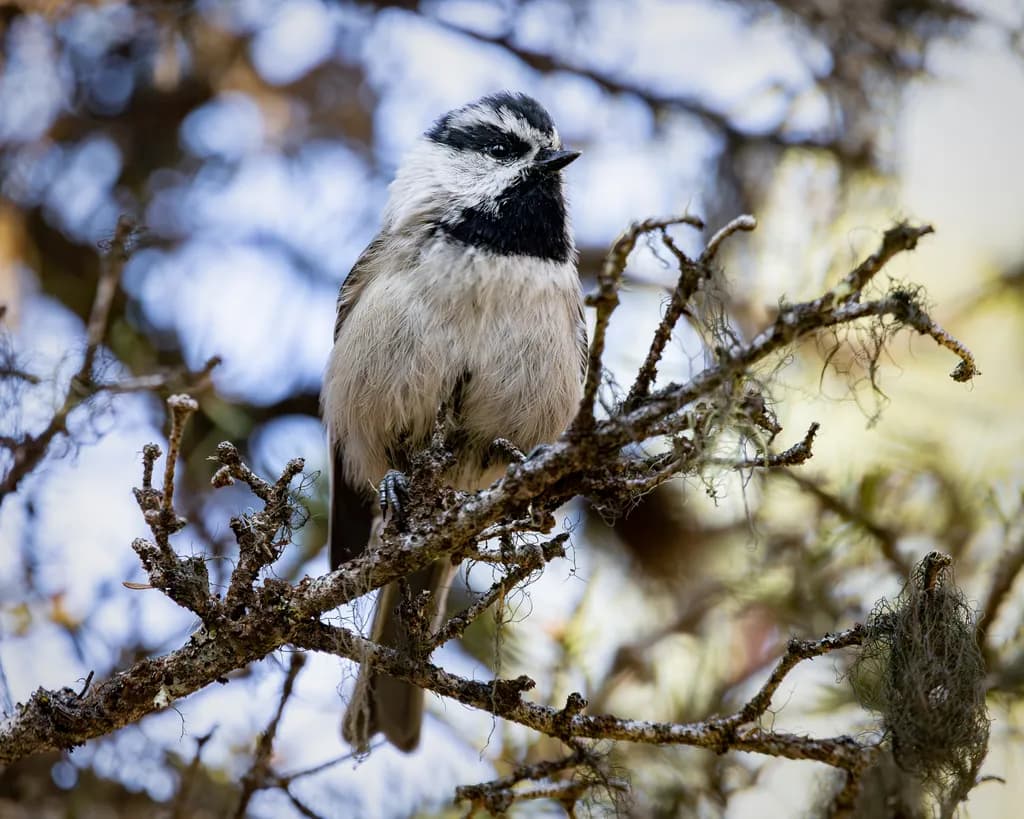 Whispers of the Wild: A Close Encounter with the Mountain Chickadee in Alberta's Forests
