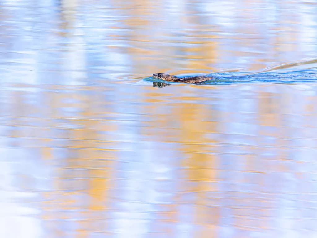Muskrat Swimming, Harmony Of Orange And Blue