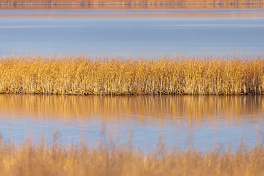 Grassland Reflections