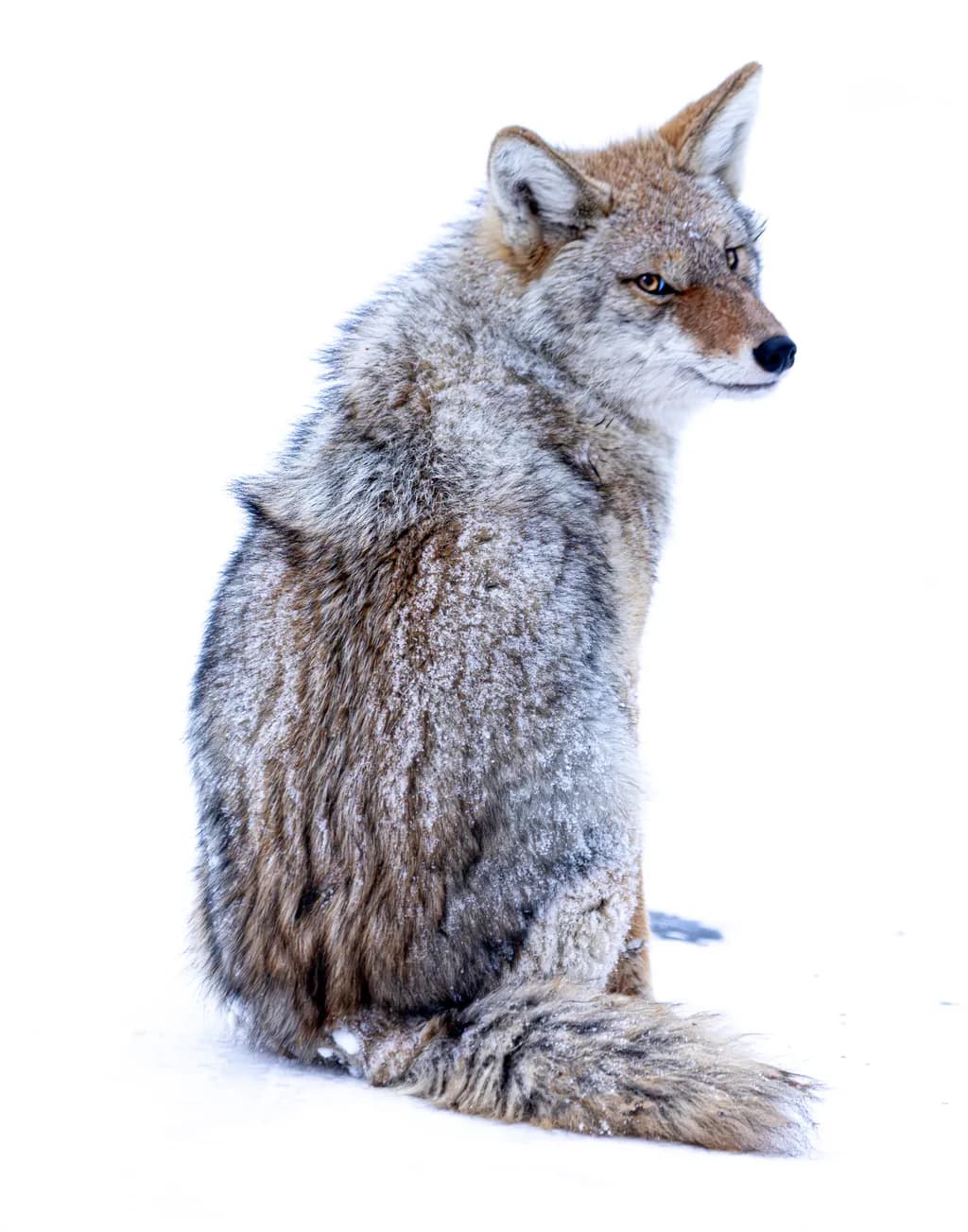 The Solitary Coyote in Winter's Embrace