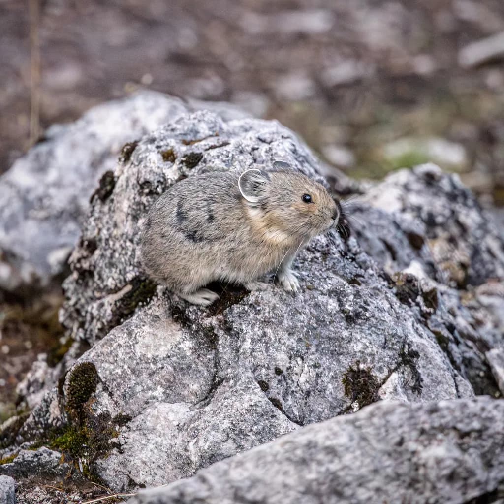 Pika in the Rockies