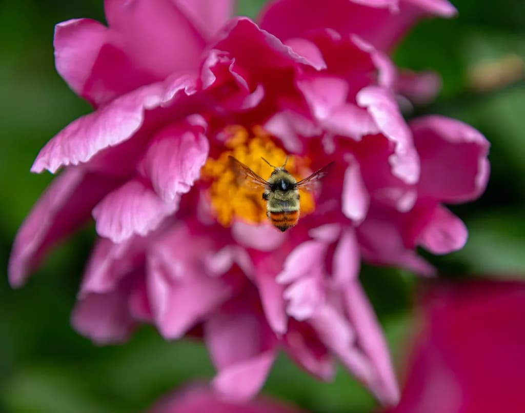 Bumblebee Approach