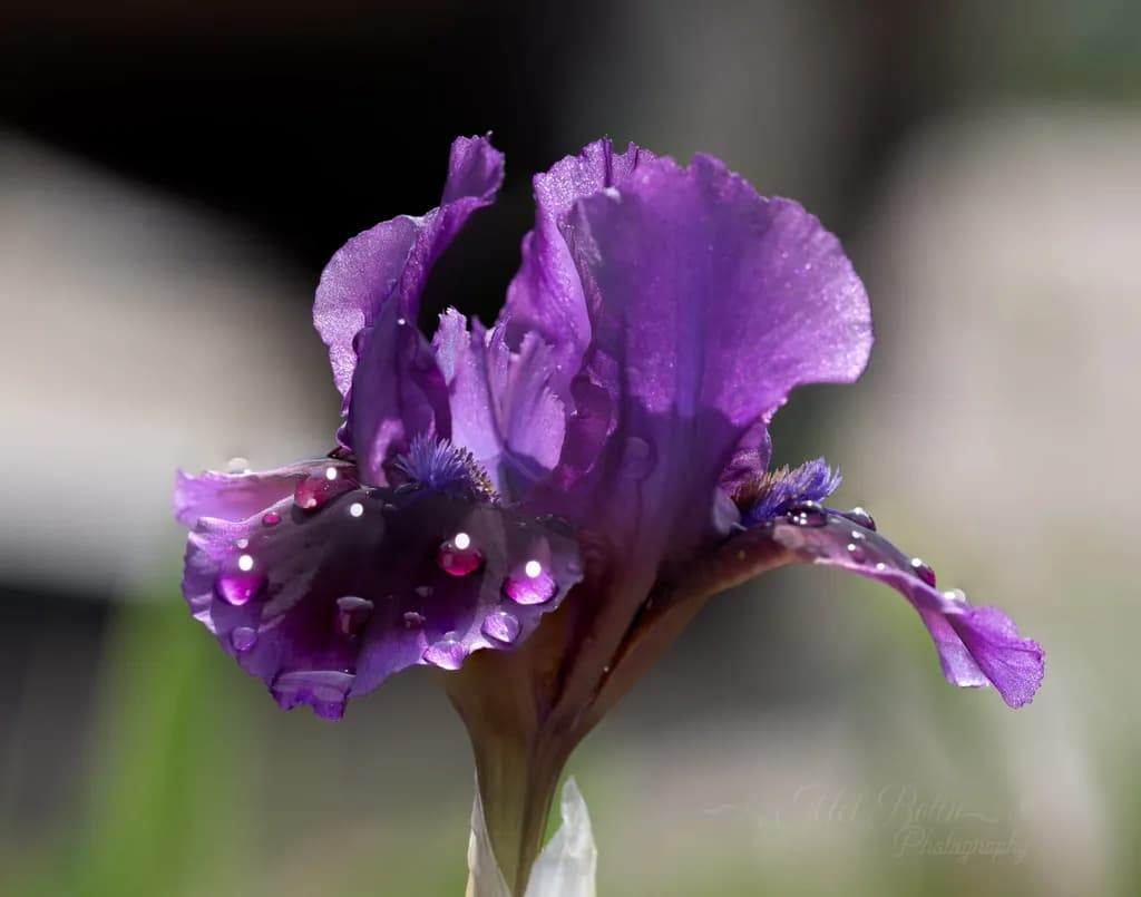 Morning Dew Iris