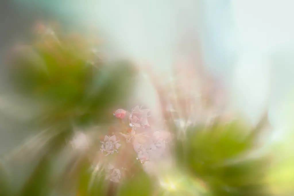 Soft Blossoms Blur